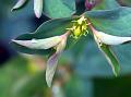 Obovate Himalayan Spurge