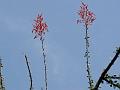 Ocotillo