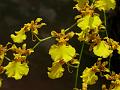 Oncidium Goldiana