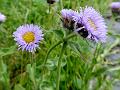 One-Flowered Fleabane