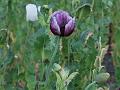 Opium Poppy
