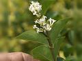 Oval-Leaved Privet