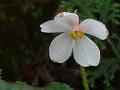 Palmate-Leaf Begonia
