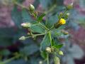 Panicled Camphorweed