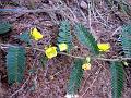 Partridge Pea