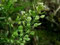Petal-less Pepperweed