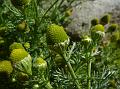 Pineapple Weed
