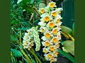Pinecone Dendrobium