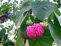 Pink Ball Dombeya