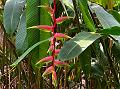 Pink Flamingo Heliconia