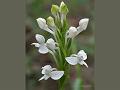 Plantain Habenaria