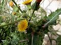 Prickly Sow-Thistle