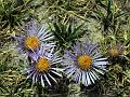Prostrate Aster