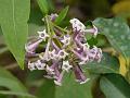 Purple Cestrum