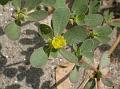 Purslane