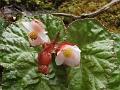 Red-Hair Begonia