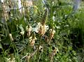 Ribwort Plantain