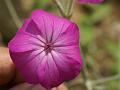 Rose Campion