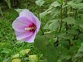 Rose of Sharon