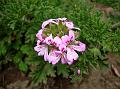 Rose-Scented Geranium