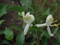 Rough-Leaved Honeysuckle