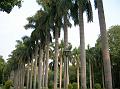 Royal Palm