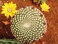 Sandy Rebutia
