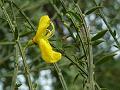 Scotch Broom