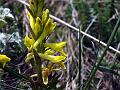 Sea-Fennel-Leaf Corydalis