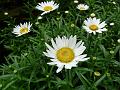 Shasta Daisy