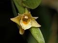 Shompen Dendrobium