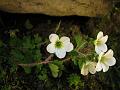 Siberian Saxifrage
