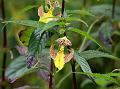 Sickle Balsam