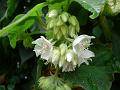 Silver Dombeya