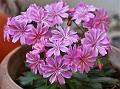 Siskiyou Lewisia