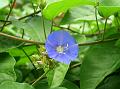 Skyblue Clustervine