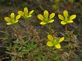 Slender-Stem Saxifrage