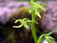 Slim-Flower Habenaria