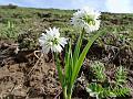 Small Alpine Onion