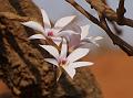 Small Bearded Dendrobium