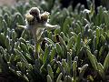 Small Edelweiss