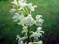 Small Flowered Oreorchis