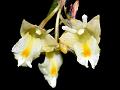 Small Yellow Dendrobium