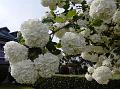 Snowball Tree