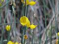 Spanish Broom