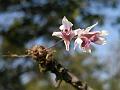 Spindle-Bulb Dendrobium