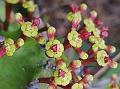 Spiral Spurge