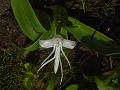 Spreading Flowered Habenaria