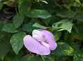 Spurred Butterfly Pea