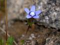 Stalked Gentian